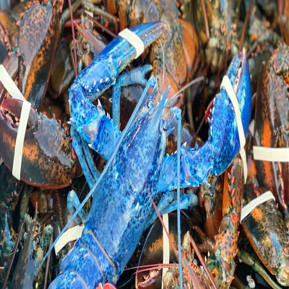 忍殺trpgリプレイ ロック ロブスター 01 三宅つの Note