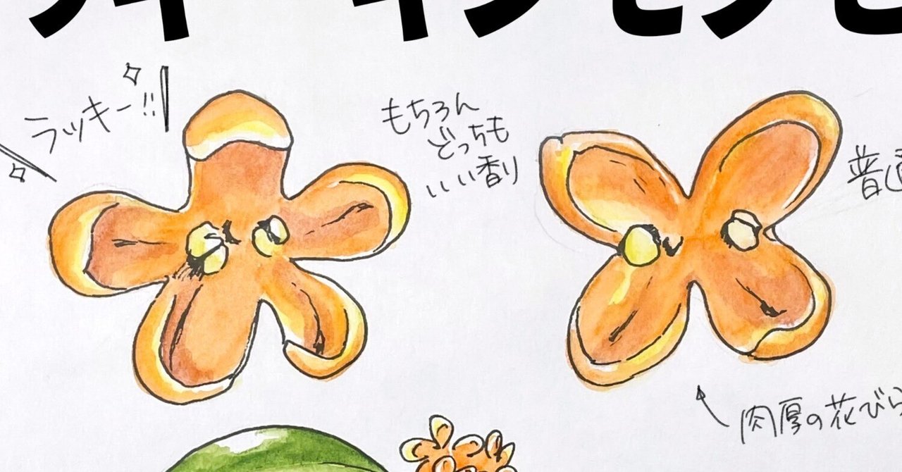 花びら5枚はラッキーキンモクセイ！｜くますけ｜自然ガイド・クリエイター