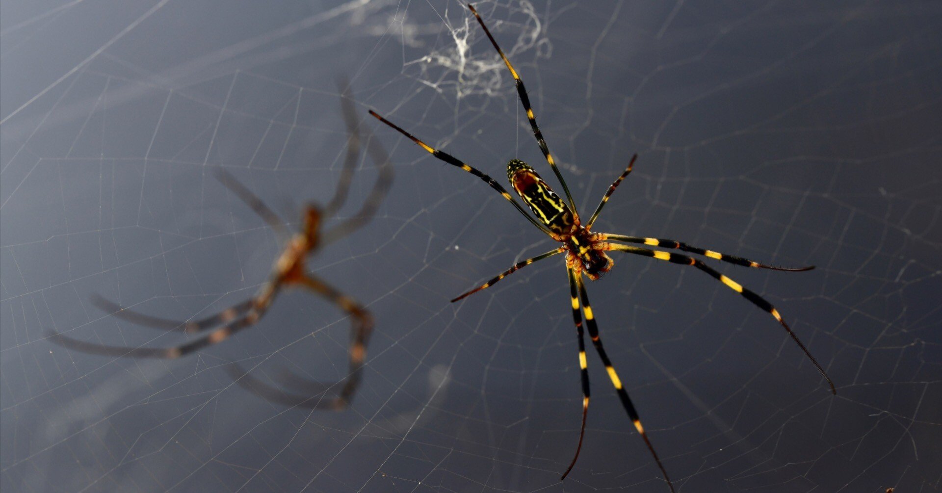 蜘蛛の巣は、再利用！？・・・移動する時、糸を丸めて喰ってしまう蜘蛛