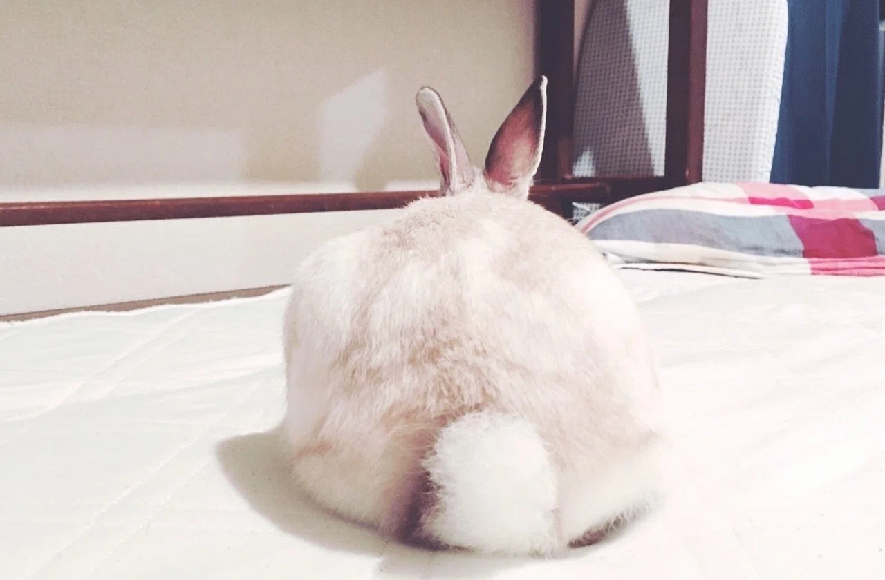 うさぎと生活 オオタ Note