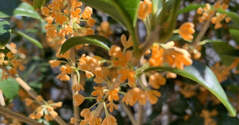 「金木犀」　香り、始めました🍃