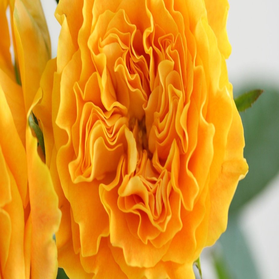 バラ マンゴーリーバ｜asa planet