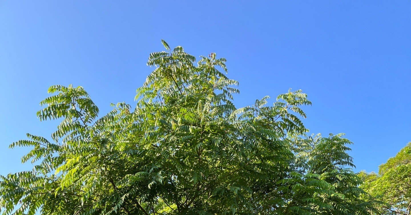 42deeebb0fa2f1e8ac7cd5216eef87