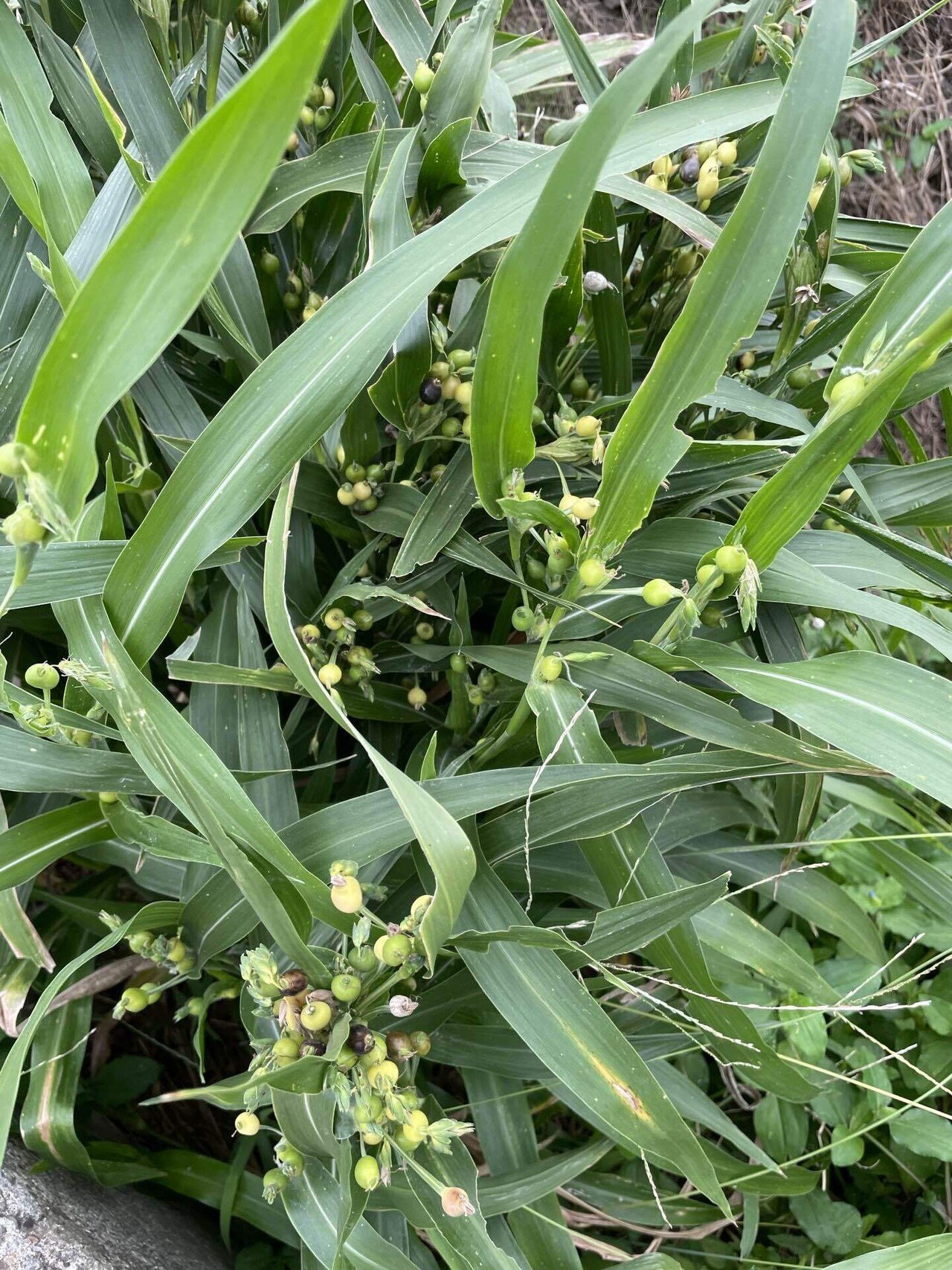 道端景色 ジュズダマ 玉兎 Note