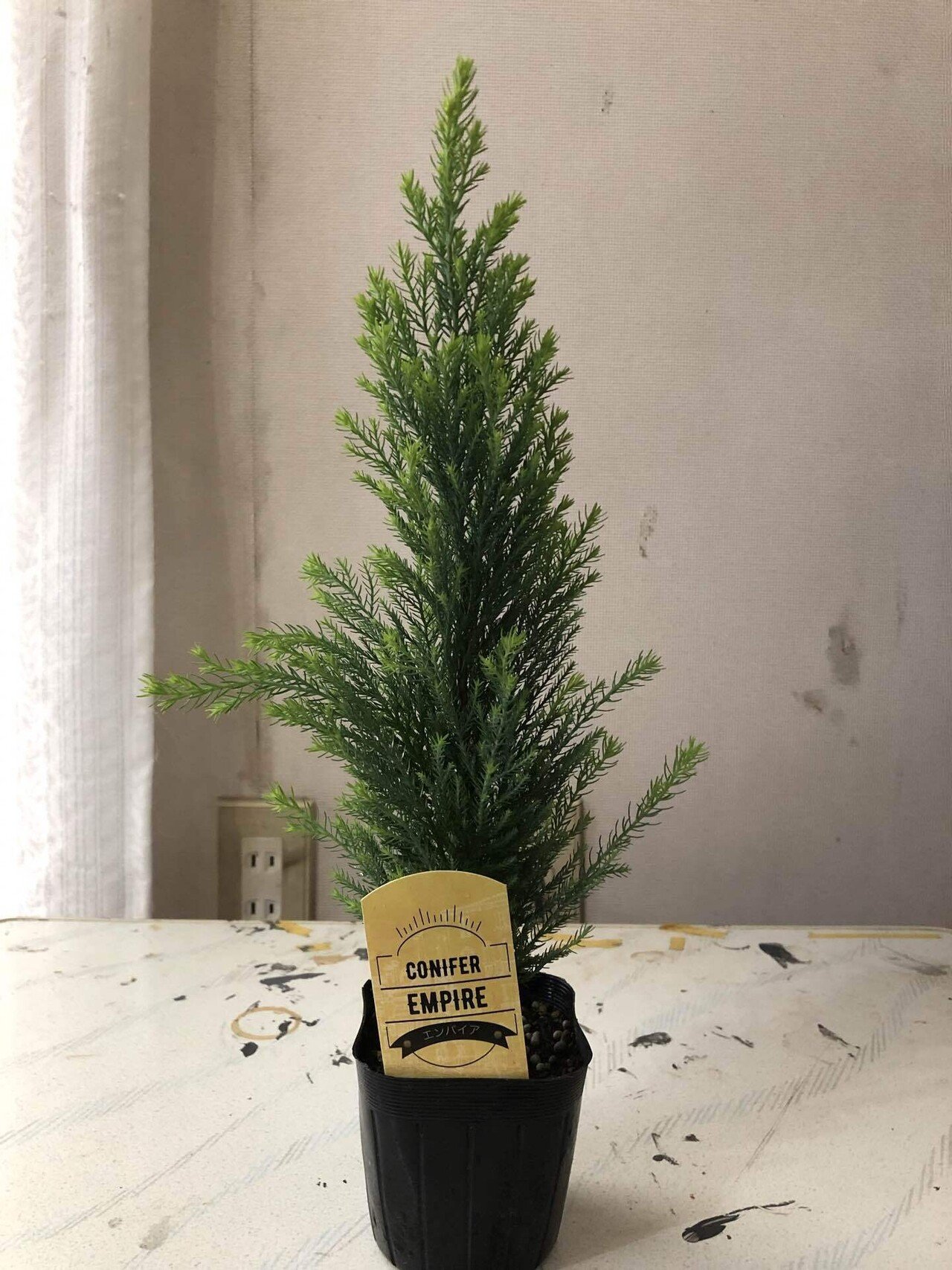 コニファーを盆栽仕立てにして ミニクリスマスツリーを作る記録 あかさたな Note