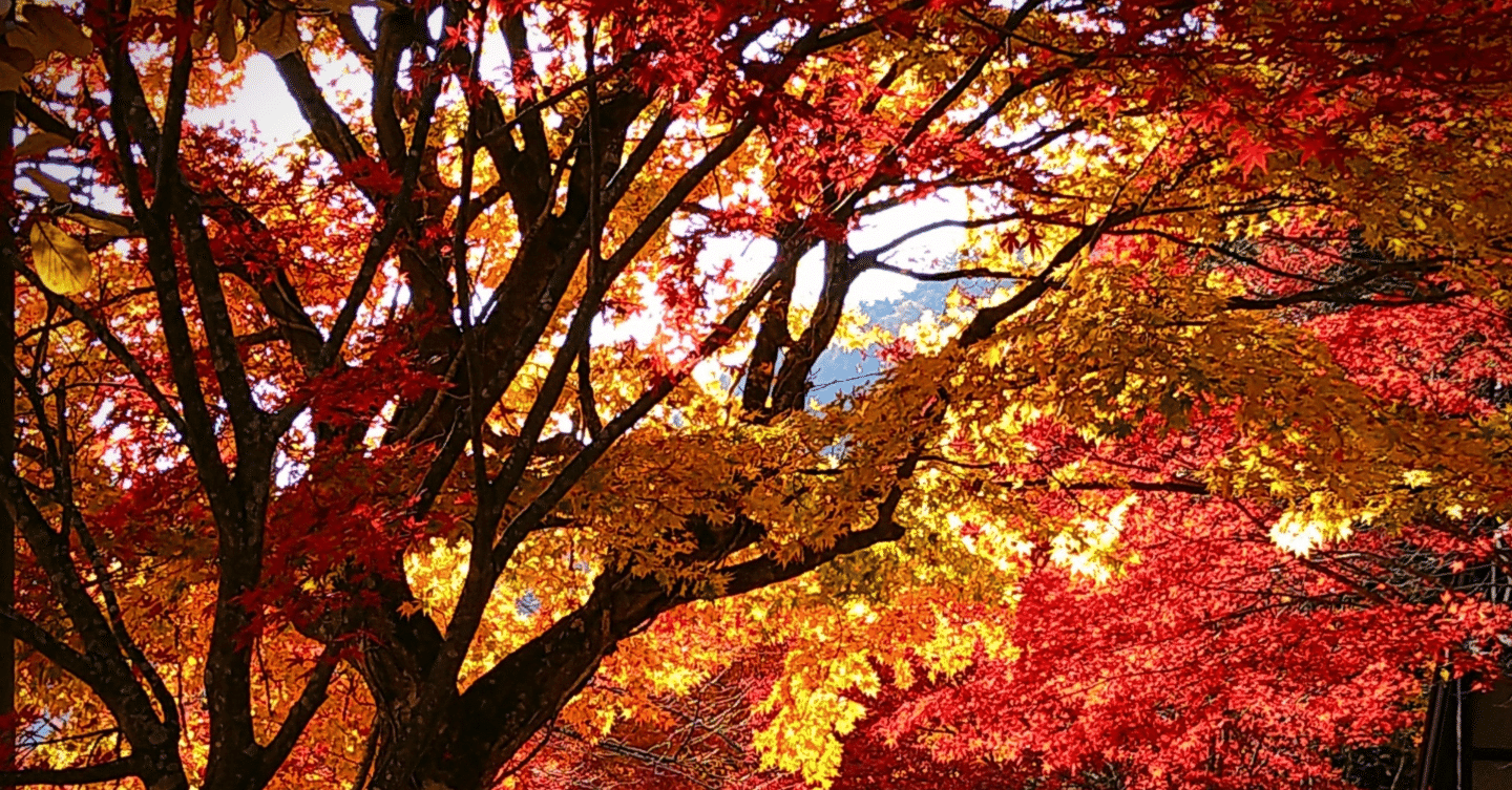 レポ】たからづか能／紅葉狩｜つれづれにっき