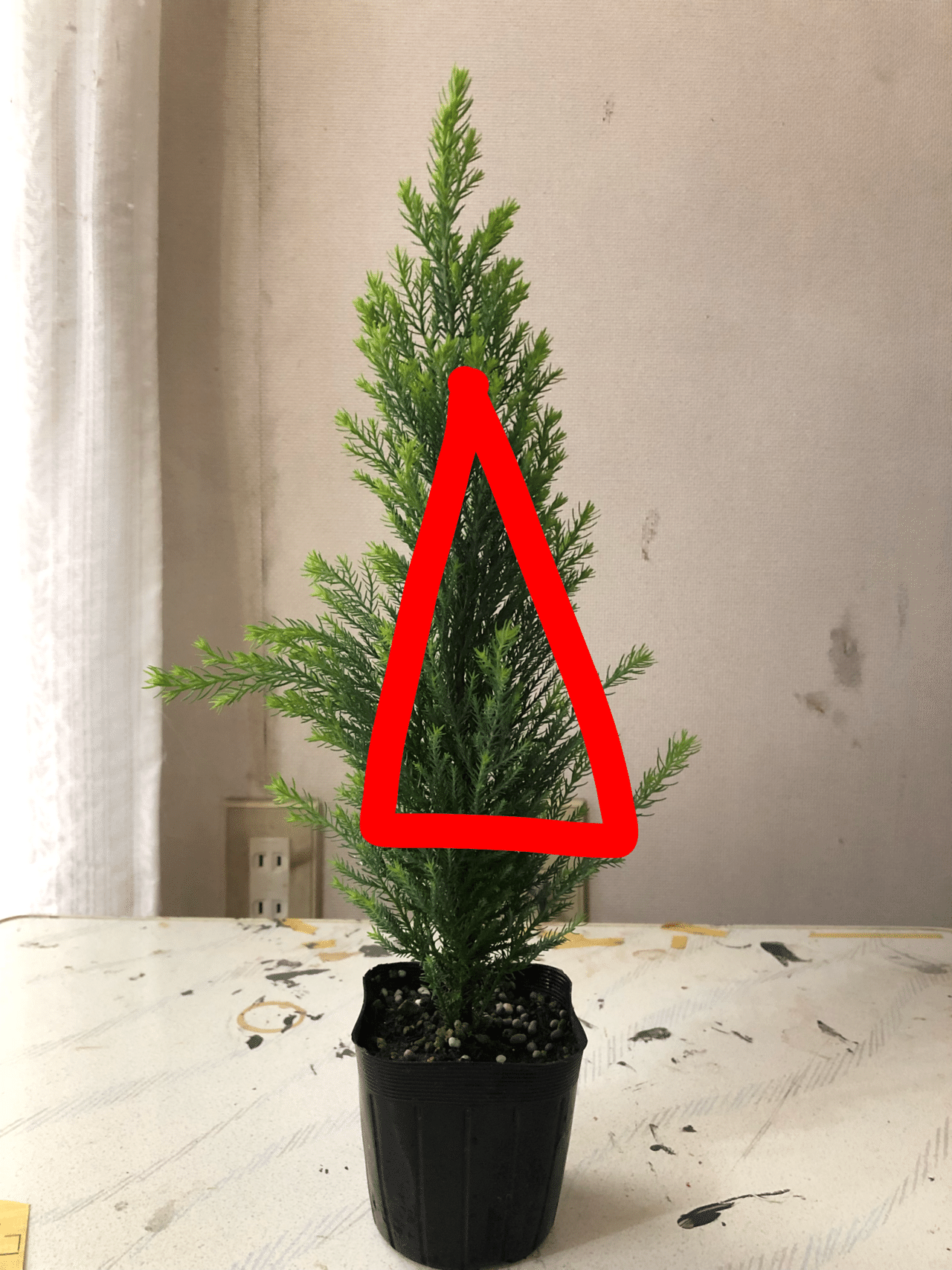 コニファーを盆栽仕立てにして ミニクリスマスツリーを作る記録 あかさたな Note コニファーを盆栽仕立てにして ミニクリスマスツリーを作る記録 あかさたな Note