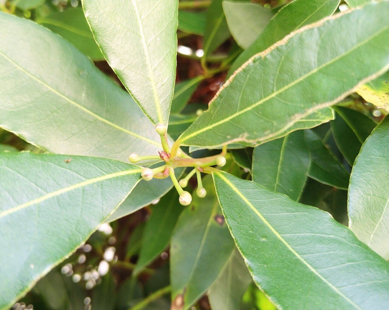月桂樹 吏莉 Note