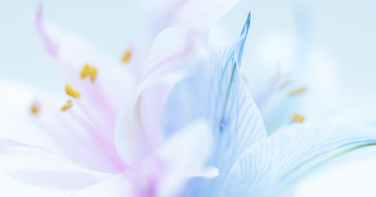 菊の花 fit=scale-down,w=1200
