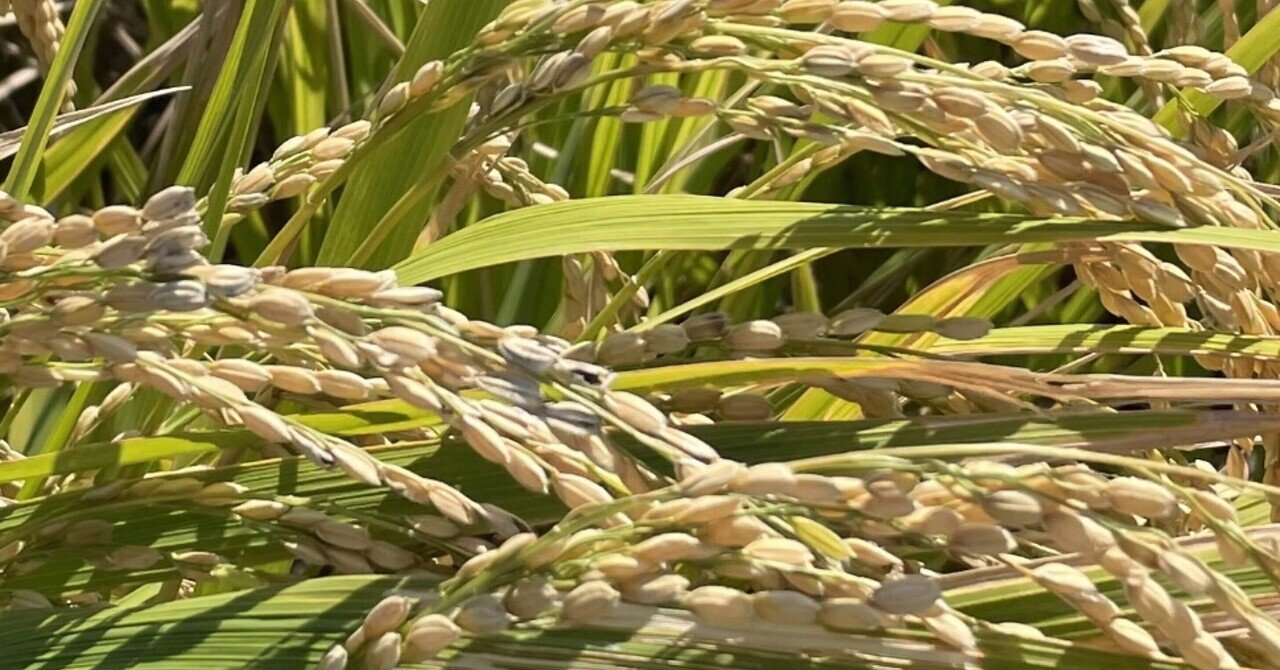 実りの秋 秋の写真を撮ってみた 2 ジェーン Note