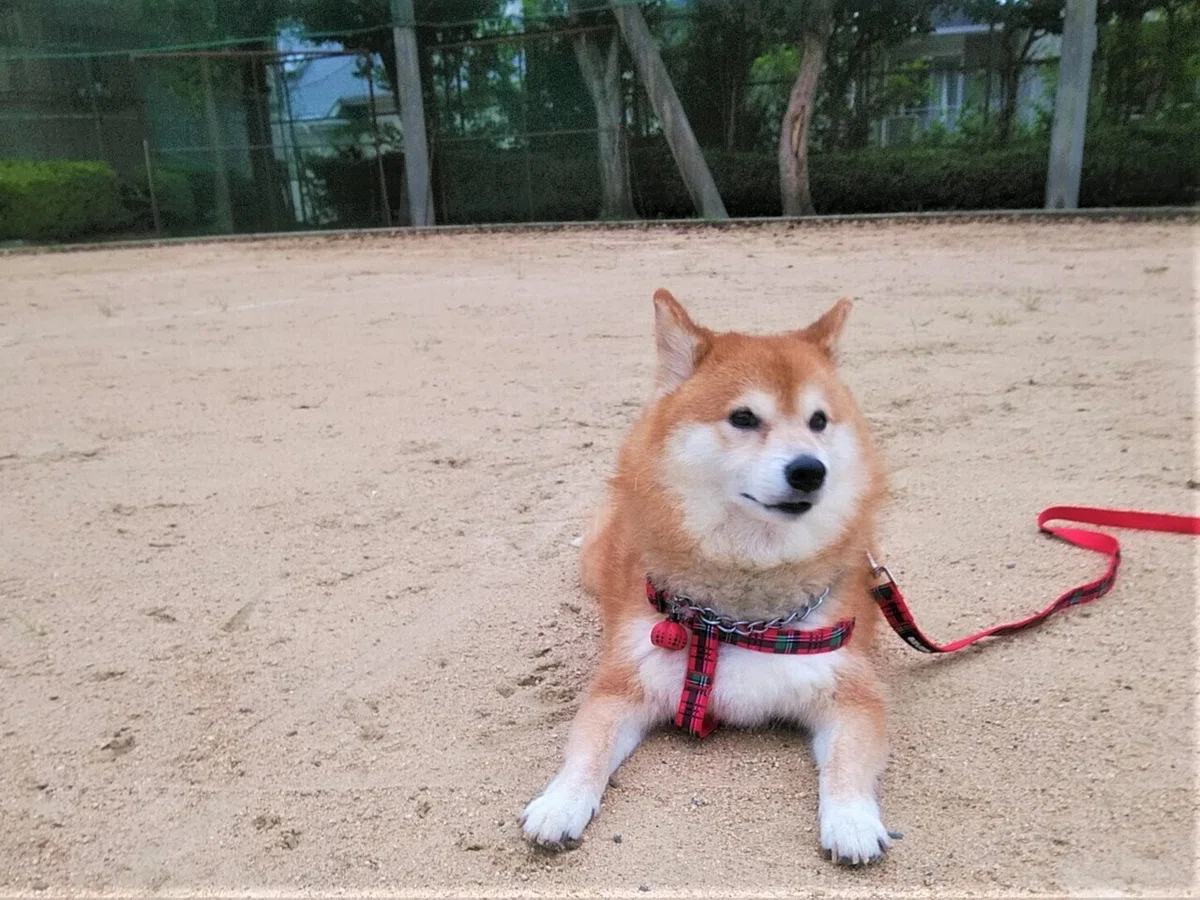 newリード2