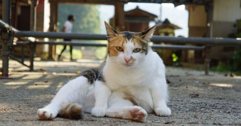 猫旅4日目🐈大分にて猫と猫写真家の澁谷さんとの出逢い。