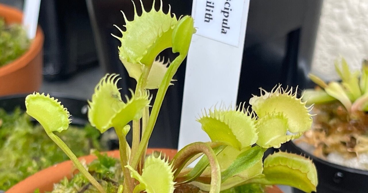 特売 ハエトリソウって色んな種類あるって知ってた？｜Pan-nu その他観葉植物