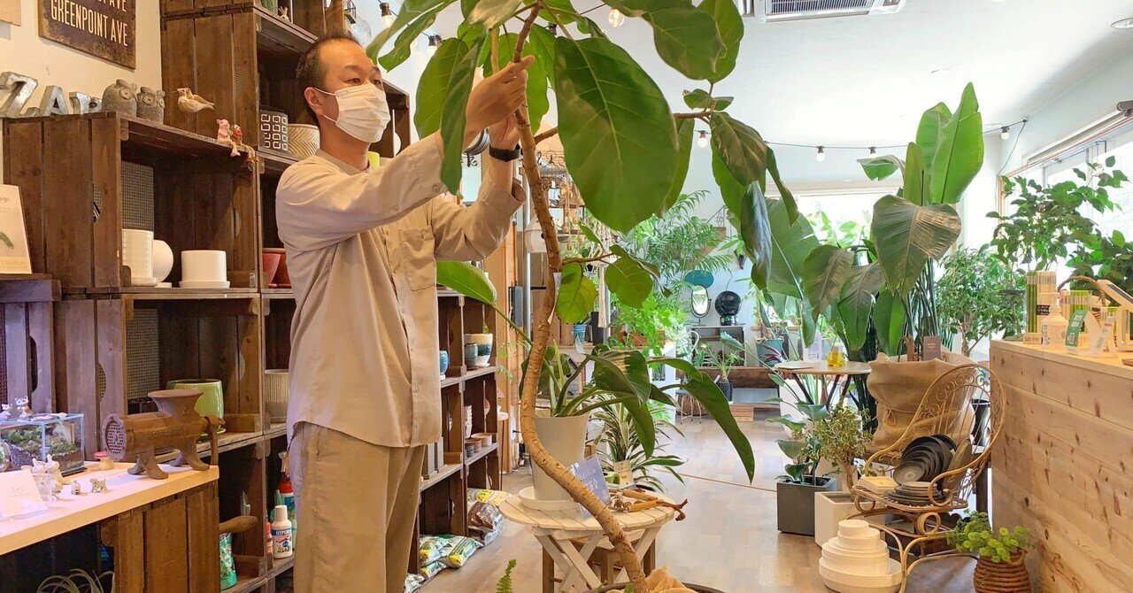 観葉植物は育てる コツ がわかればもっと面白い Nastukihou40 Note