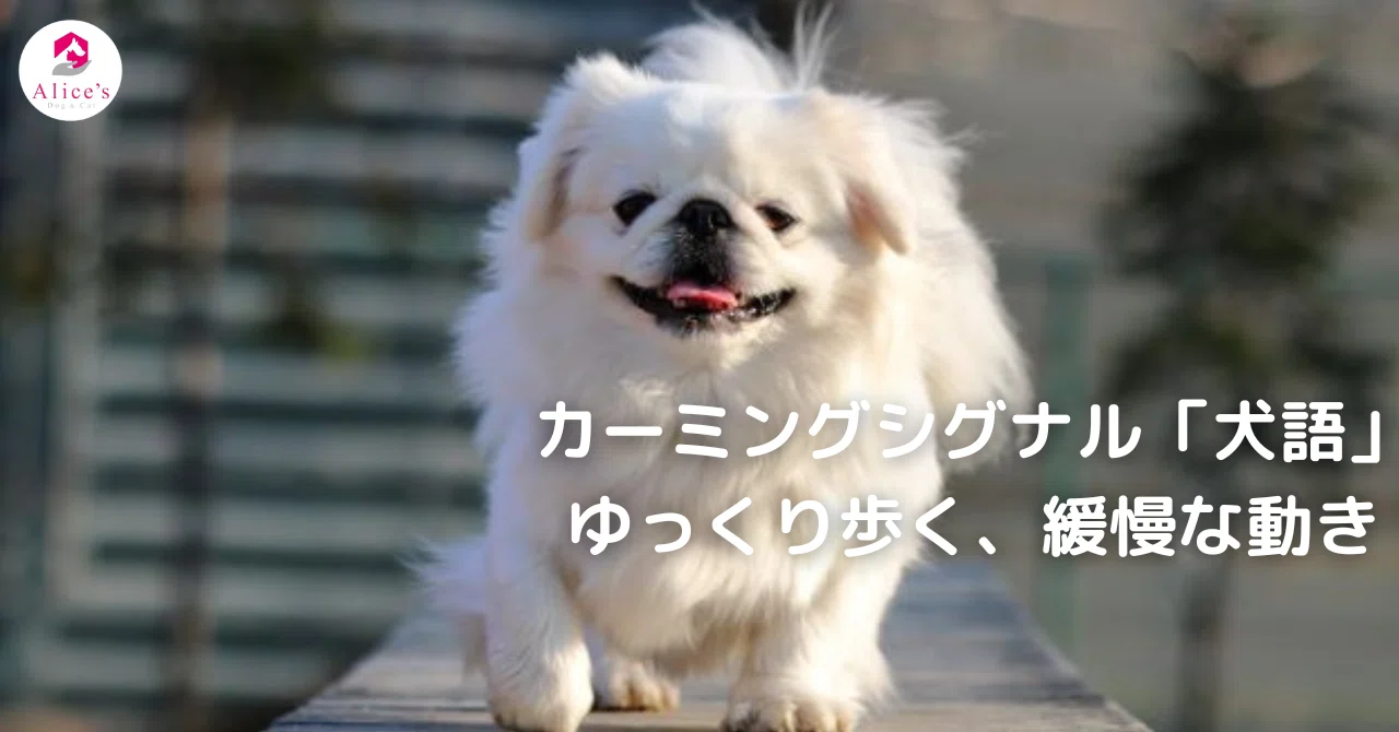 カーミングシグナル「犬語」ゆっくり歩く、緩慢な動作｜Alice