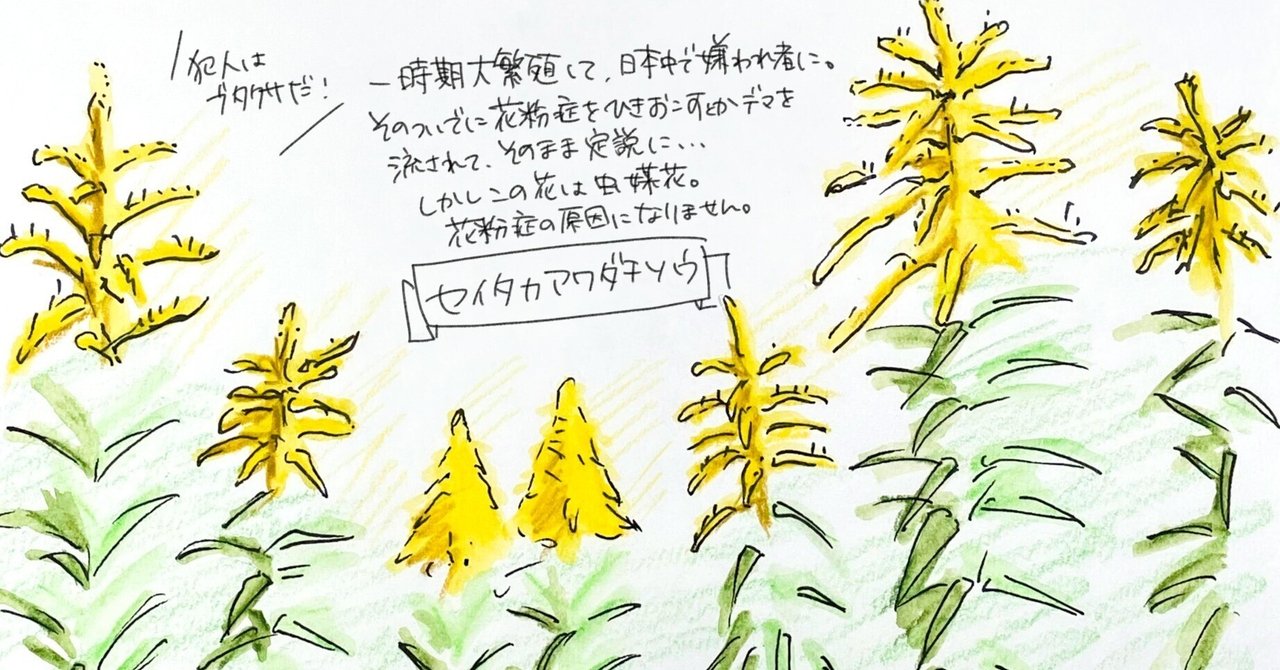 花粉症説は濡れ衣っすわ セイタカアワダチソウ 自然ガイドのネタ帳 くますけ Note