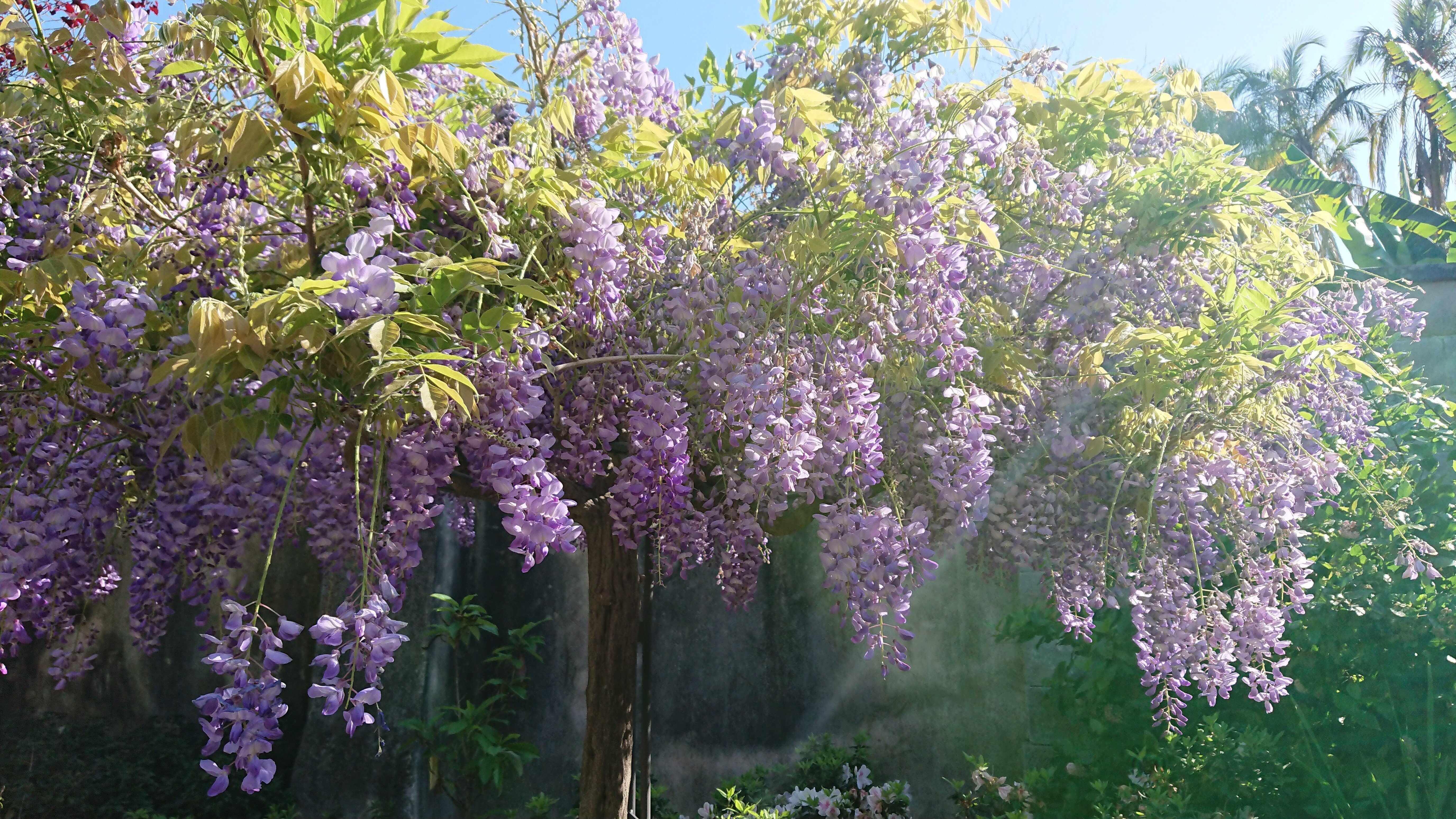 藤の花 の新着タグ記事一覧 Note つくる つながる とどける