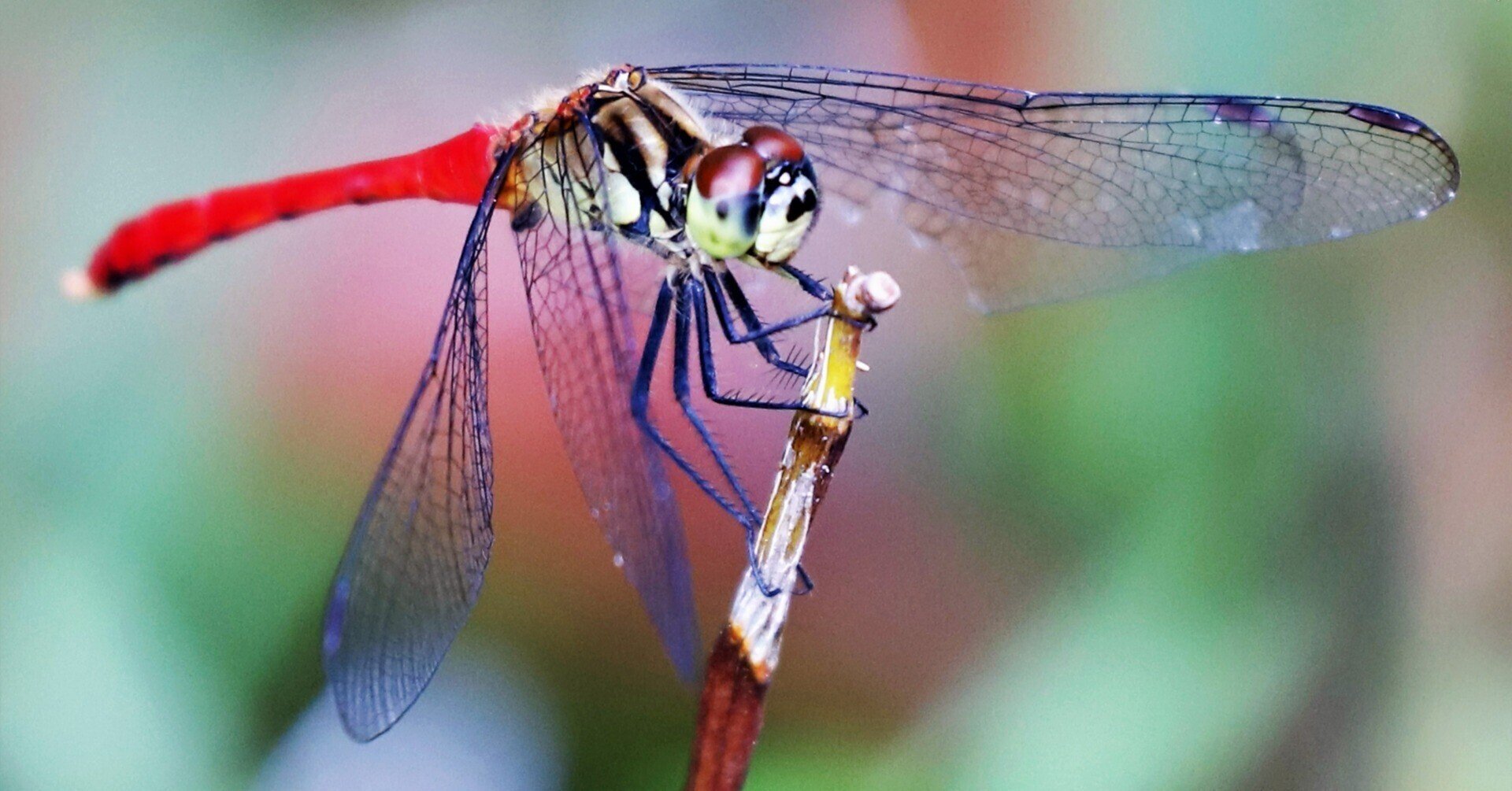 赤トンボ Foliage Poet Note 赤トンボ Foliage Poet Note