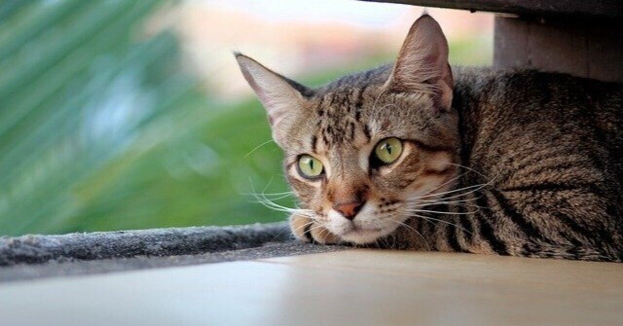 猫の便秘 マネキネコ Note 猫の便秘 マネキネコ Note
