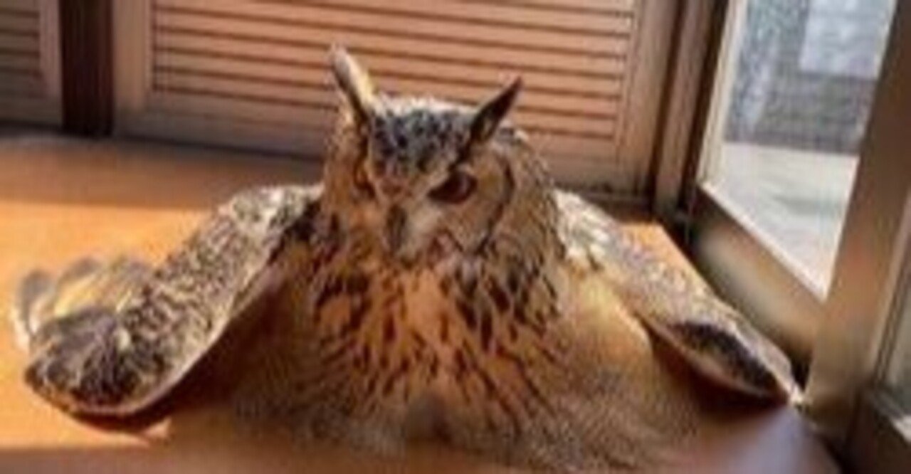 商品画像：ミソサザイ様専用 トラフズクの剥製 2