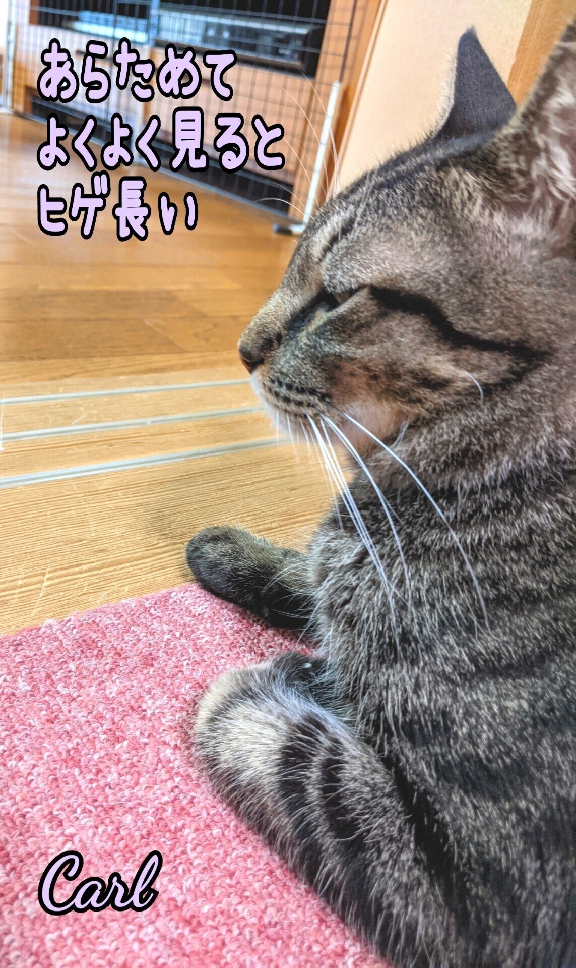 保護猫のつぶやき530 保護猫川柳 Note 保護猫のつぶやき530 保護猫川柳 Note