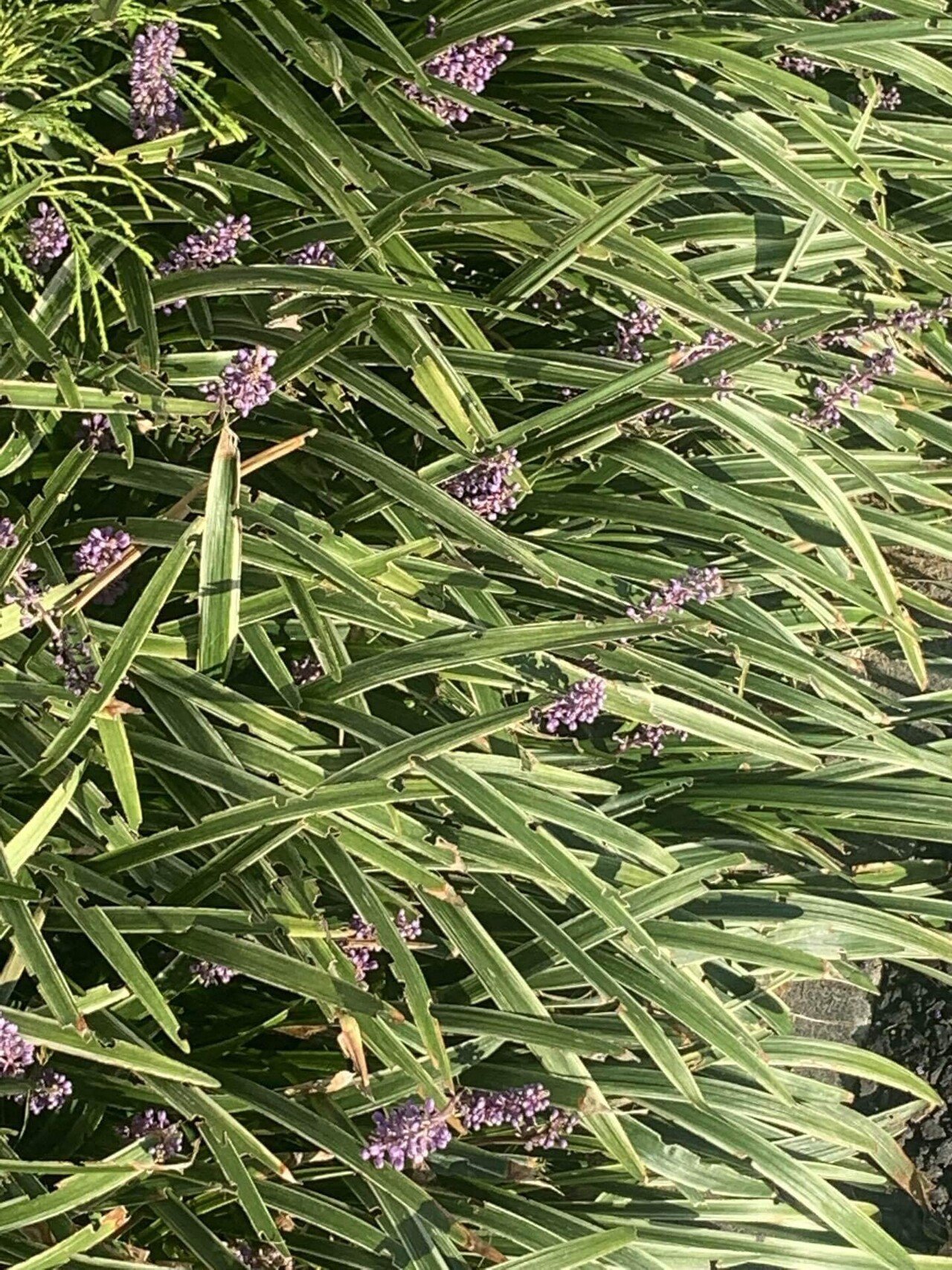 ヤブラン 別名リリオペ よく見かけるけど名前知らなかった わりとどんな環境でも育つ強い植物 晩秋に実をつけるらしいのでこの先気をつけて見てみよう Snow Note