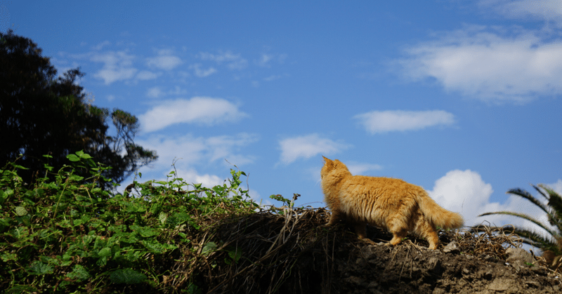 猫旅5日目🐈大分の猫島『深島での猫との出逢い』
