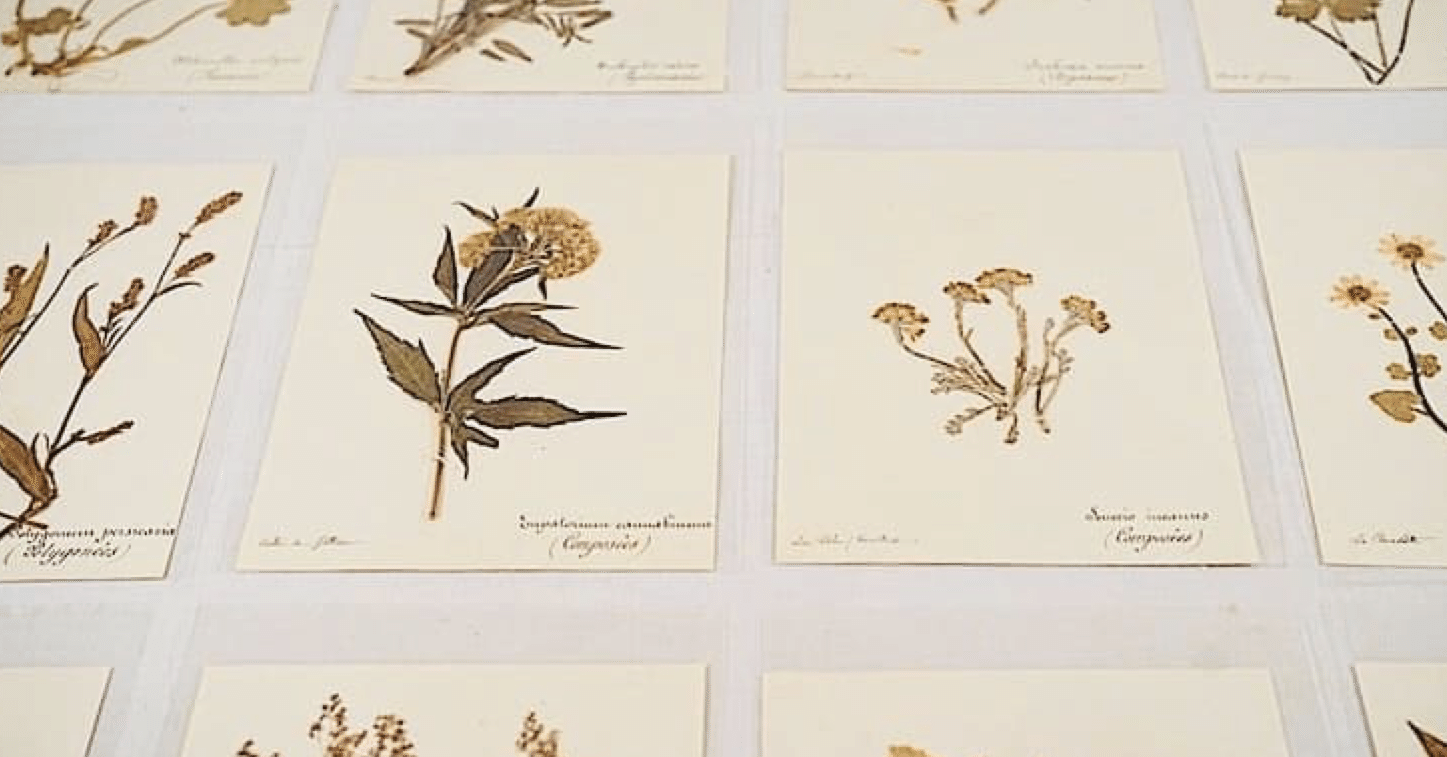 19世紀 フランス アンティーク 文字・紙・枯れ具合 全てが美しい植物