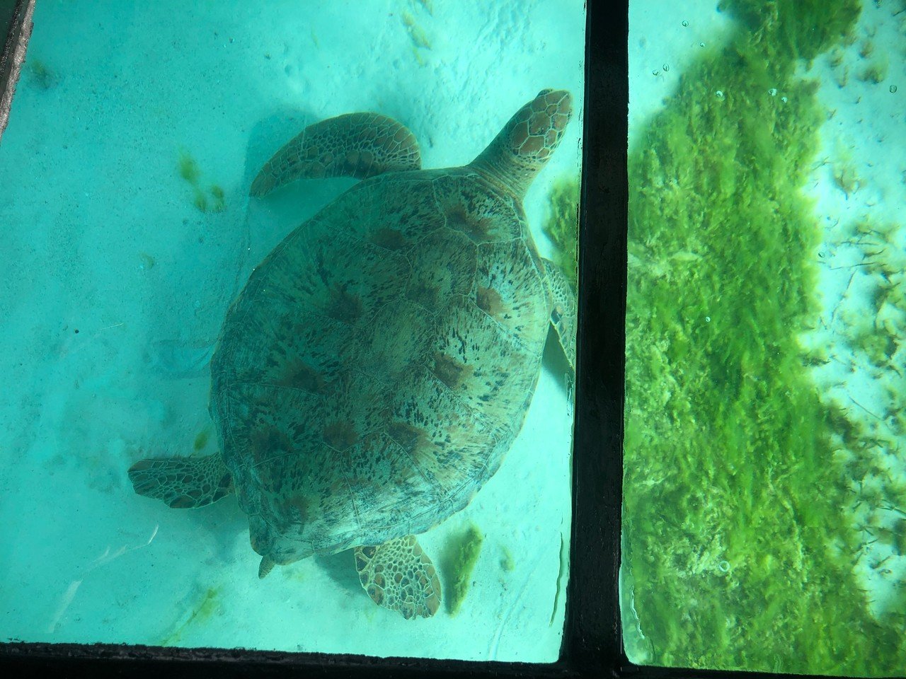 テレビで話題 海008d 亀 鳥 鳥の巣 珊瑚礁 仏領ニューカレドニア Www Health Worx Co Za