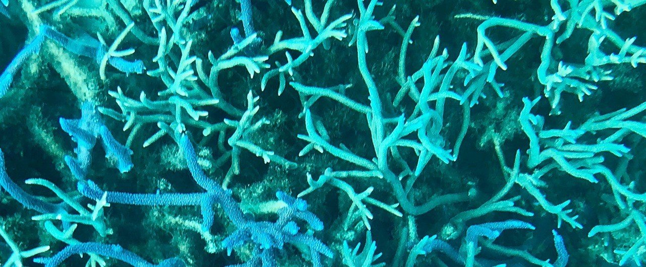 ニューカレドニア旅行記 no.2」〜青い珊瑚礁、世界遺産の海で泳ぐ