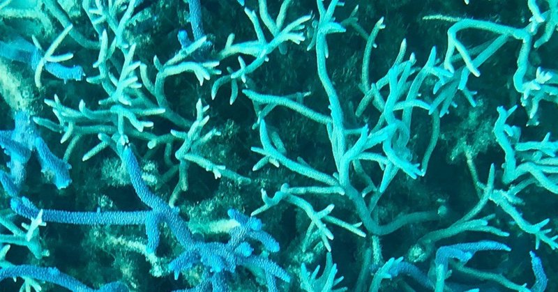 「ニューカレドニア旅行記 no.2」〜青い珊瑚礁、世界遺産の海で泳ぐ