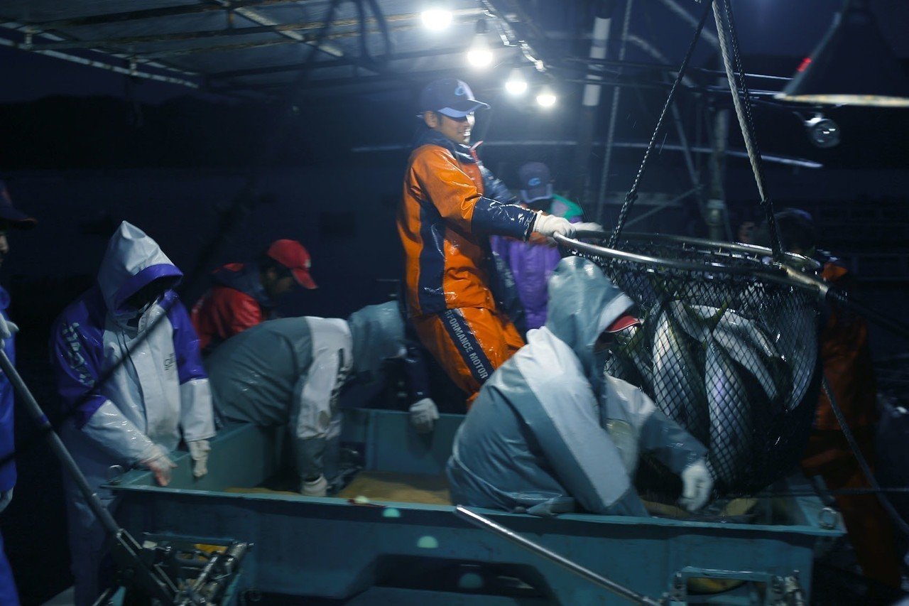 養殖鰤の水揚げ スプラッタ観覧注意 こうじろう ミクストメディア Note