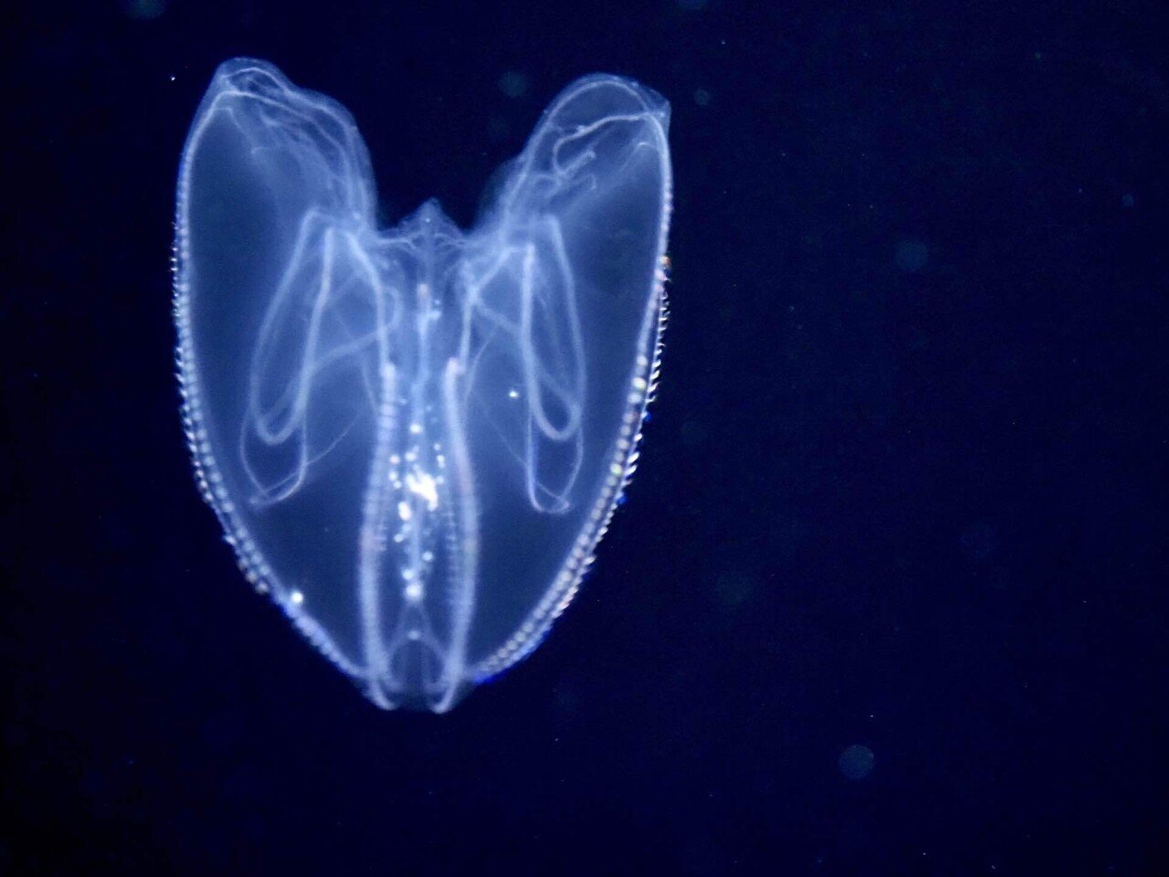 世界で一番ウラシマクラゲ科のクラゲを見ることができる場所〜新江ノ島