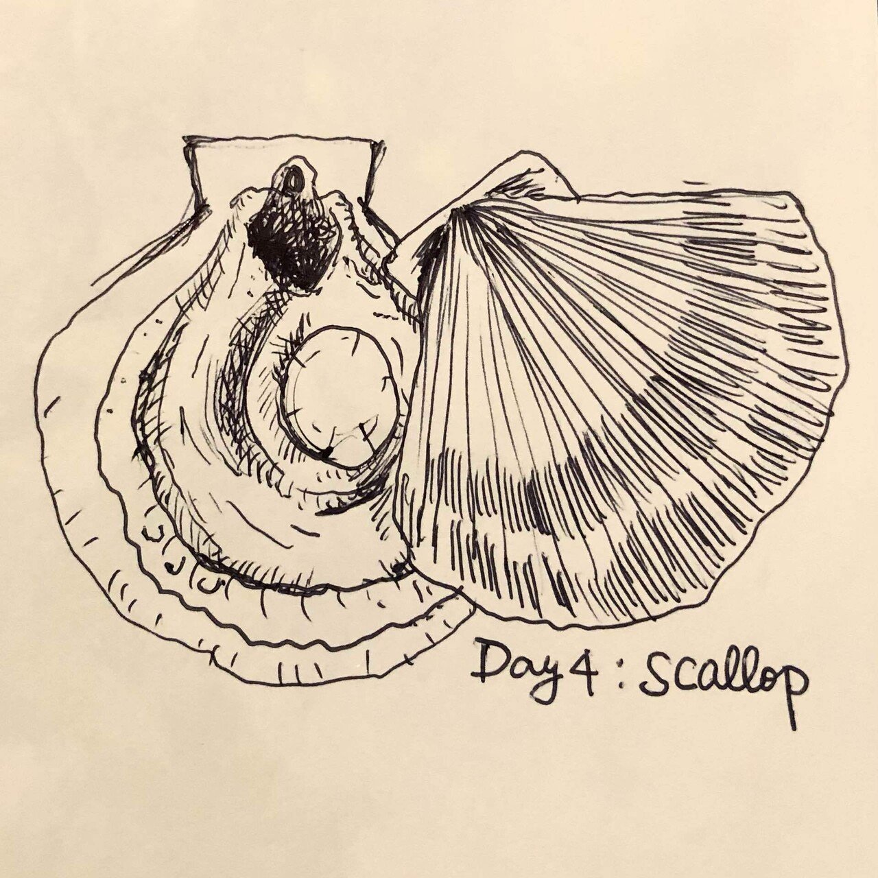 Inktober22 4日目 Scallop かねきょ 漫画 イラスト Note