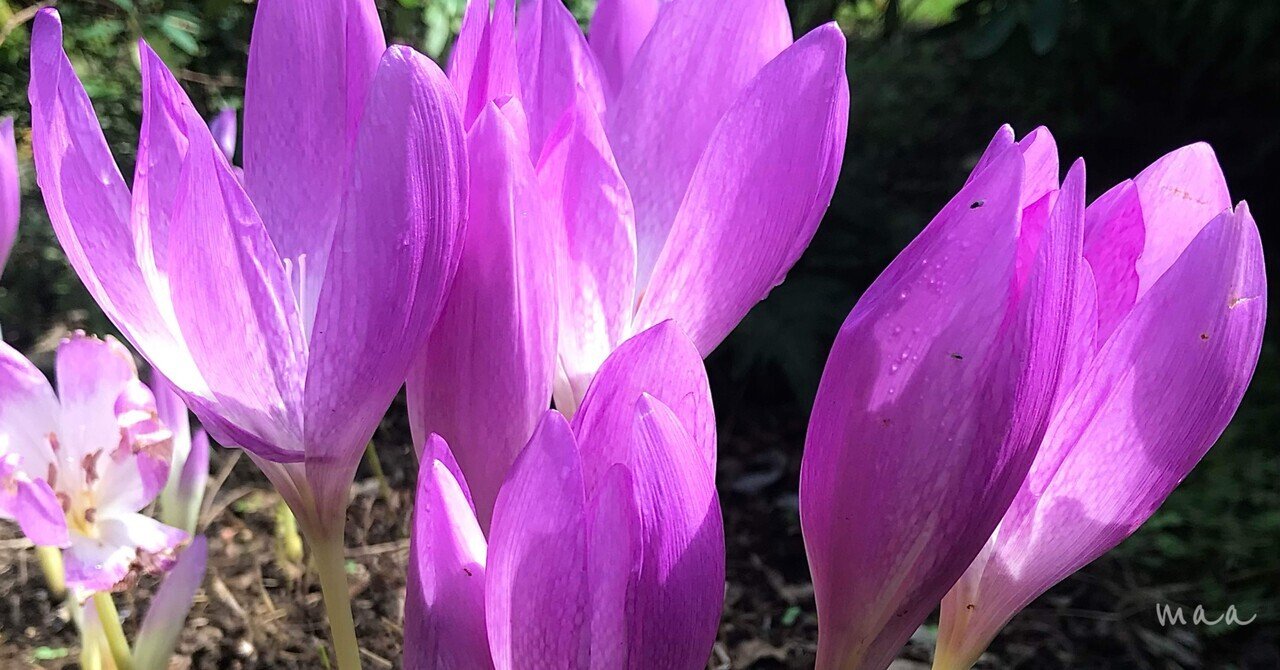 イヌサフラン Maa Note