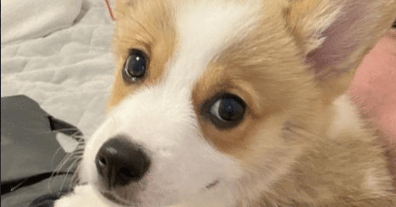 本日のgoldについて キツネの目 Note 本日のgoldについて キツネの目 Note