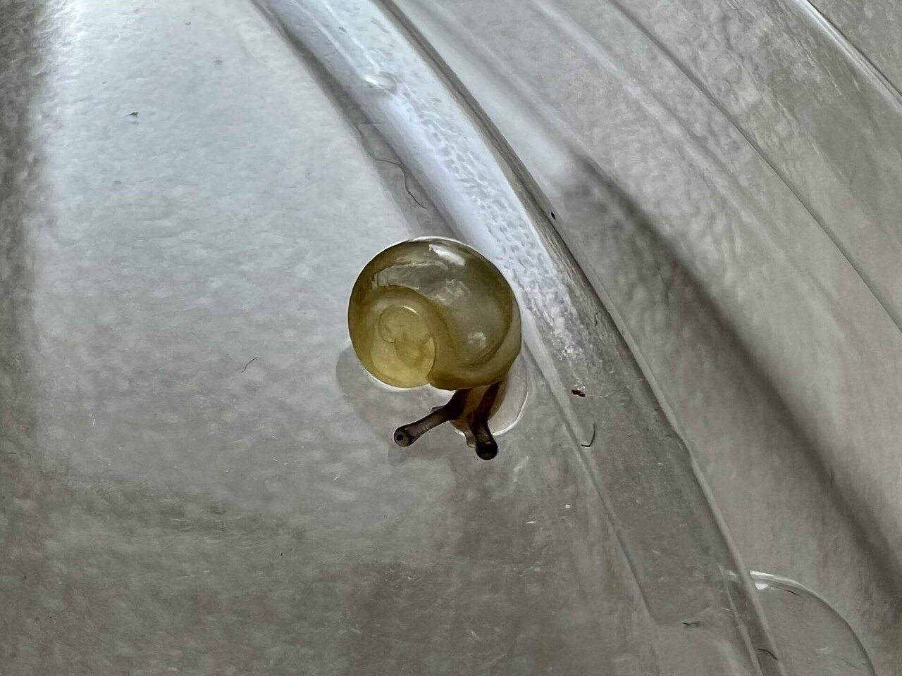 Ezohelix gainesi｜ENSiS/かたつむりまみれ