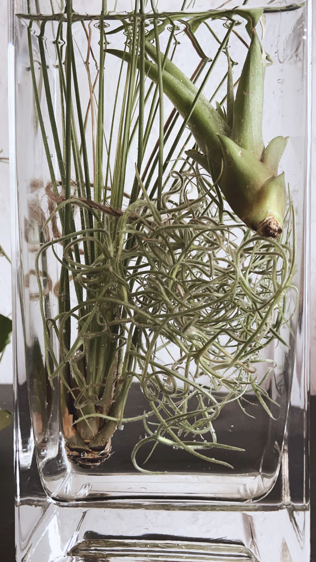 Plants・Plants プランツプランツ」アレンジ用 ガラスの器