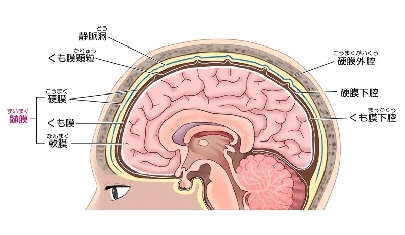 37歳で患った髄膜炎について Ystk Note