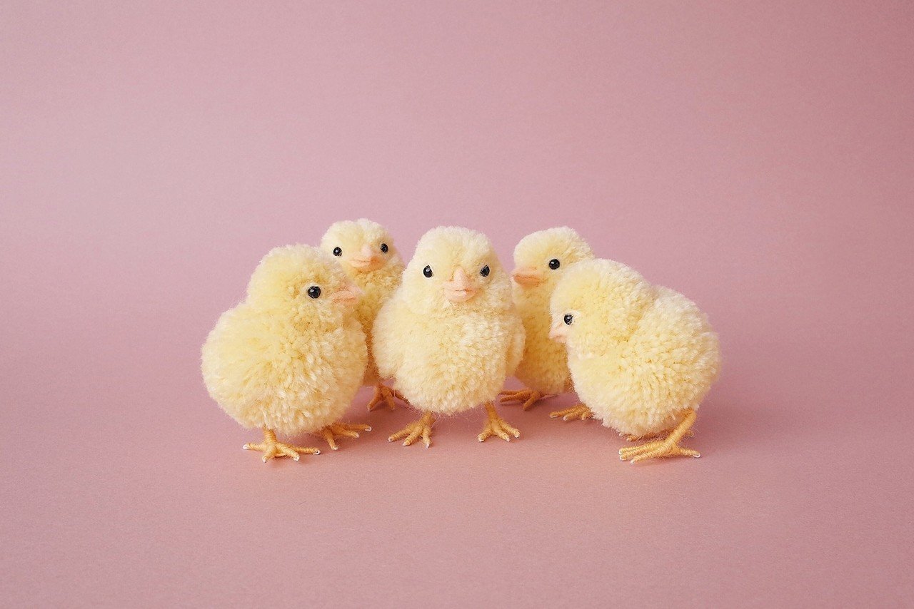 受付終了 Trikotriさんの鳥ぽんぽん ひよこをつくろう 福岡 Minne ミンネ 受付終了 Trikotriさんの鳥ぽんぽん ひよこをつくろう 福岡 Minne ミンネ