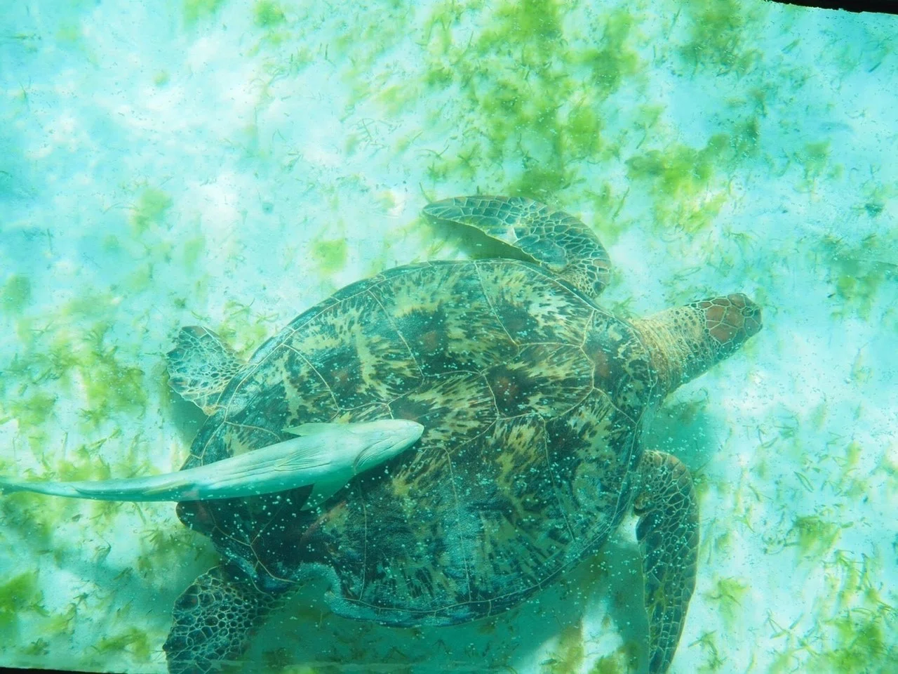 ニューカレドニア旅行記 no.2」〜青い珊瑚礁、世界遺産の海で泳ぐ