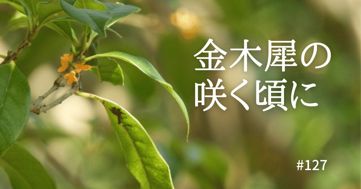 キンモクセイ ハンドタオル SAKURA KINMOKUSEI（mifull
