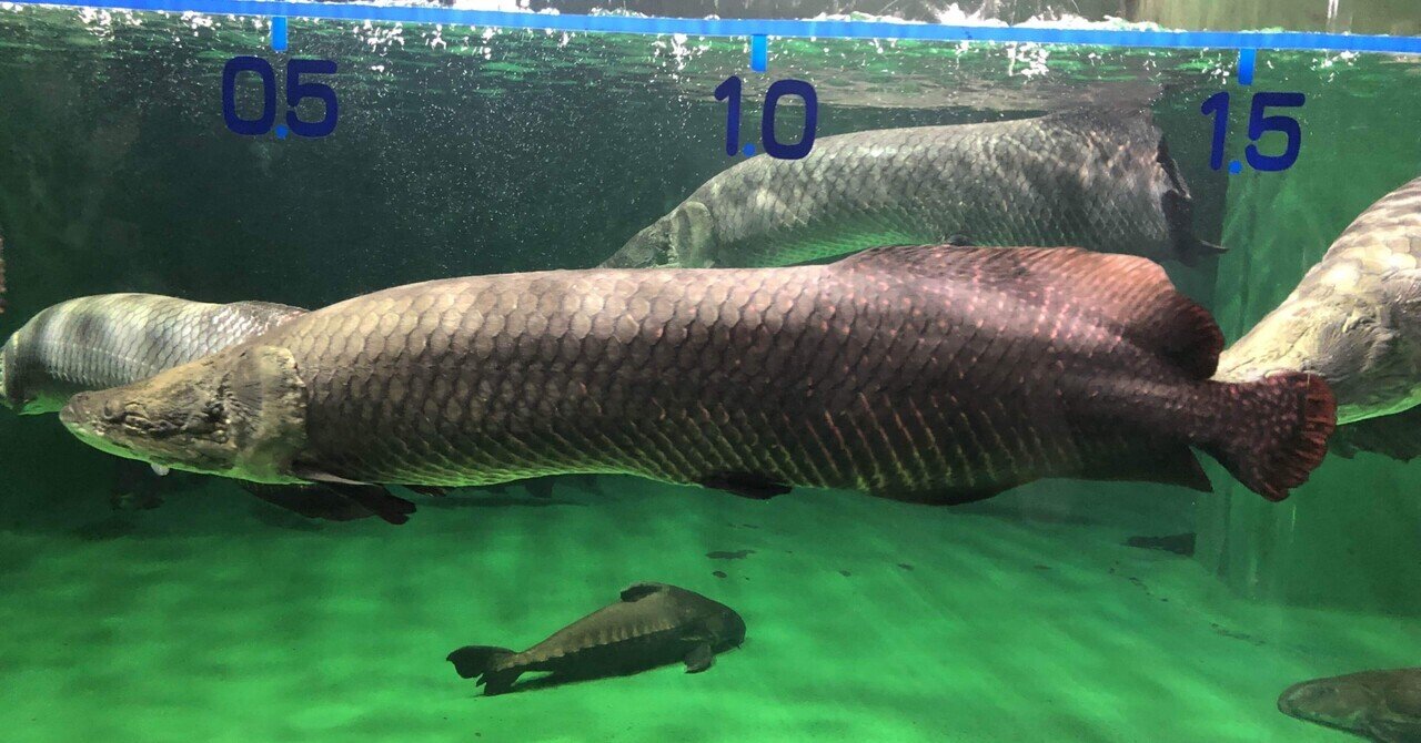 アマゾン川の巨大魚 ピラルク 趣味人間k Note