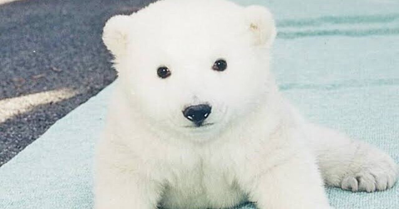 白熊 ハメ 撮り 白くまの赤ちゃん - ぬいぐるみ