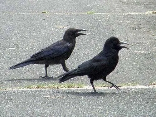 第2237回 日本で黒い鳥は ⑴｜翆野 大地