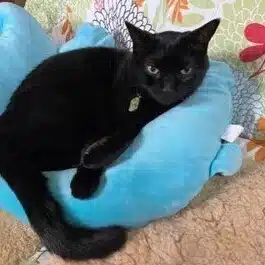 黒猫ひじき
