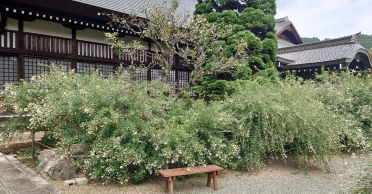 伯姫楓 伊達政宗がお取り寄せした「白萩」｜岡田耕