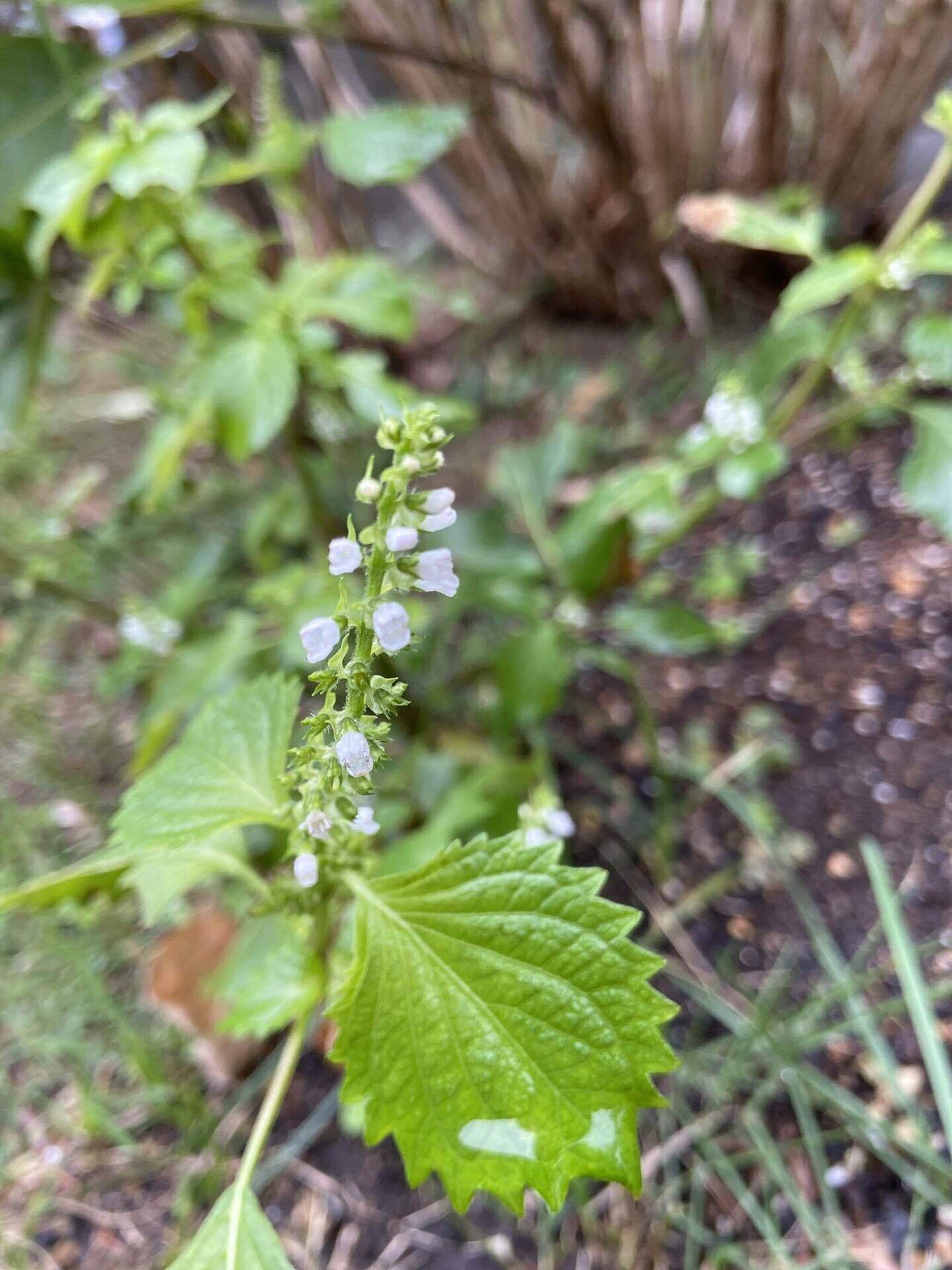 花穂紫蘇 風杜歌男 Note