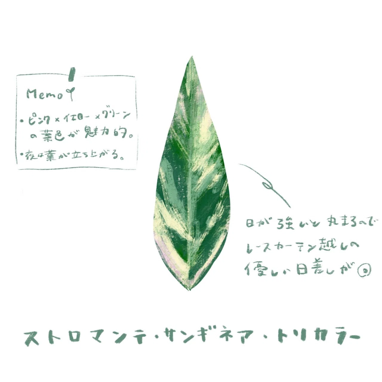 葉っぱ。スケッチメモ。｜MatsuriNe｜マツリネ