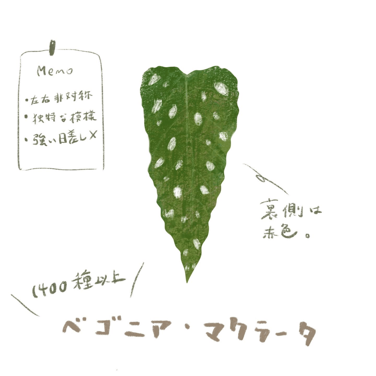 葉っぱ。スケッチメモ。｜MatsuriNe｜マツリネ